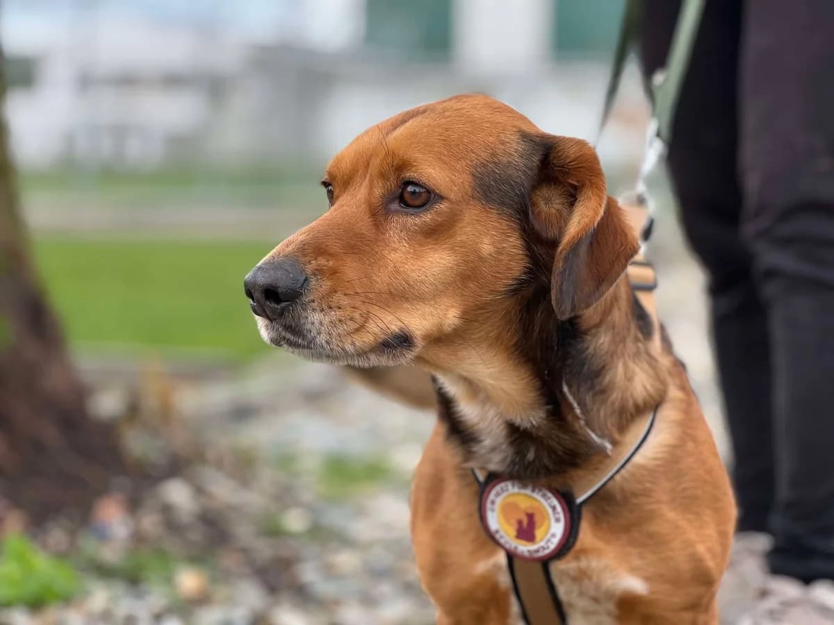 Brownie, male 4yo Mixed Breed for adoption at Ein Herz für Streuner e.V., München