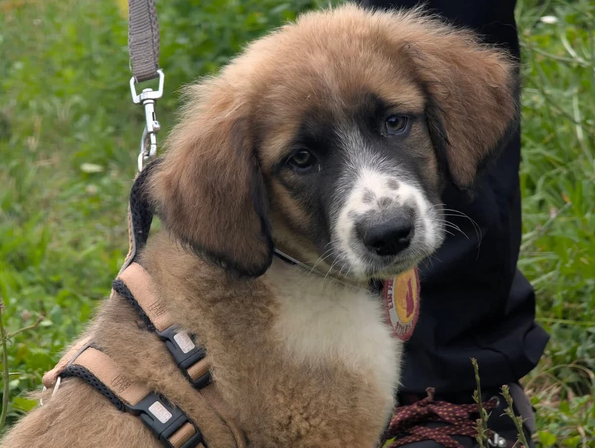 Brownie, male puppy Mixed Breed for adoption at Ein Herz für Streuner e.V., München