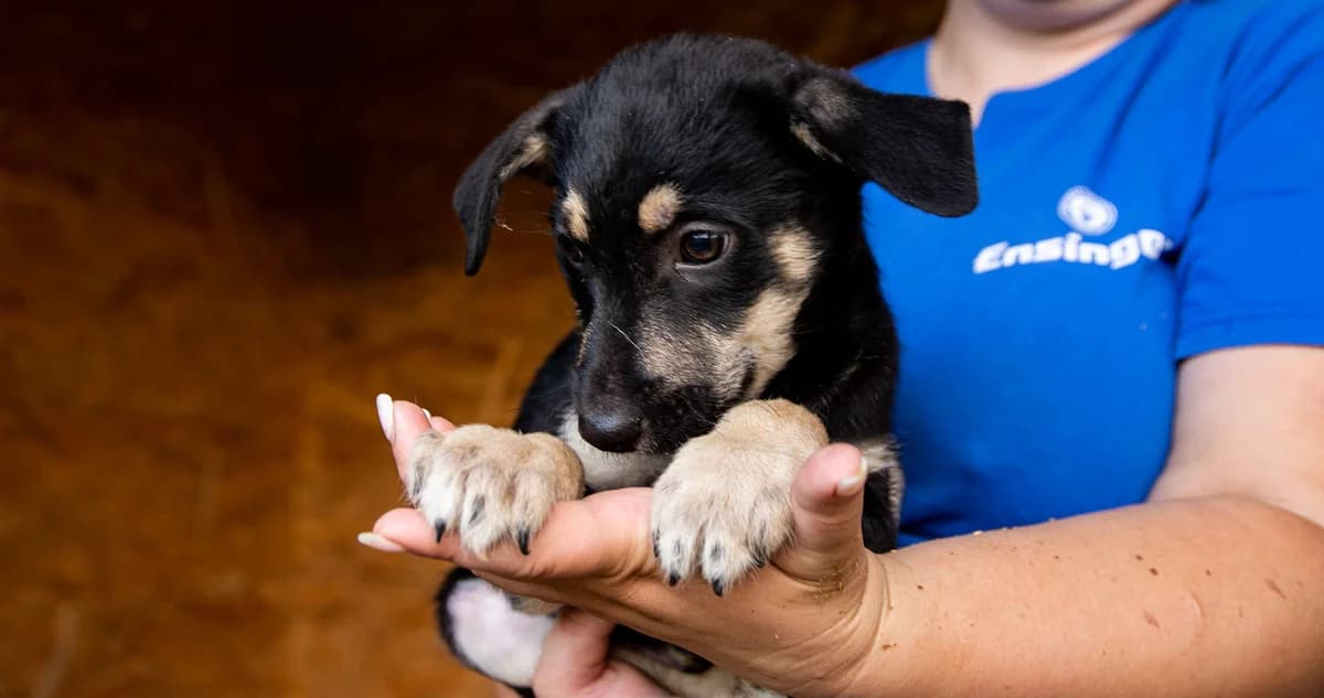Bruce, weiß male puppy Mixed Breed for adoption at Ein Herz für Streuner e.V., München