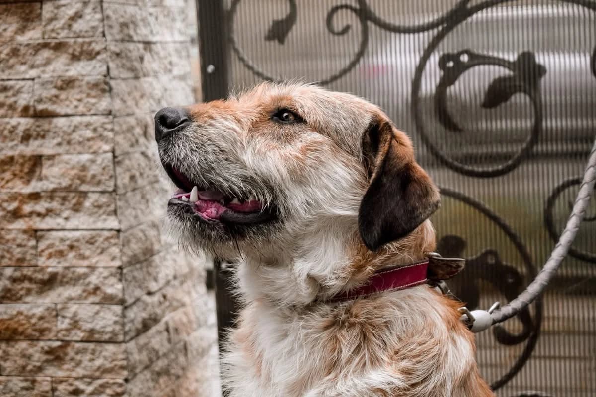 Bruce, male 3yo Mixed Breed for adoption at Ein Herz für Streuner e.V., München