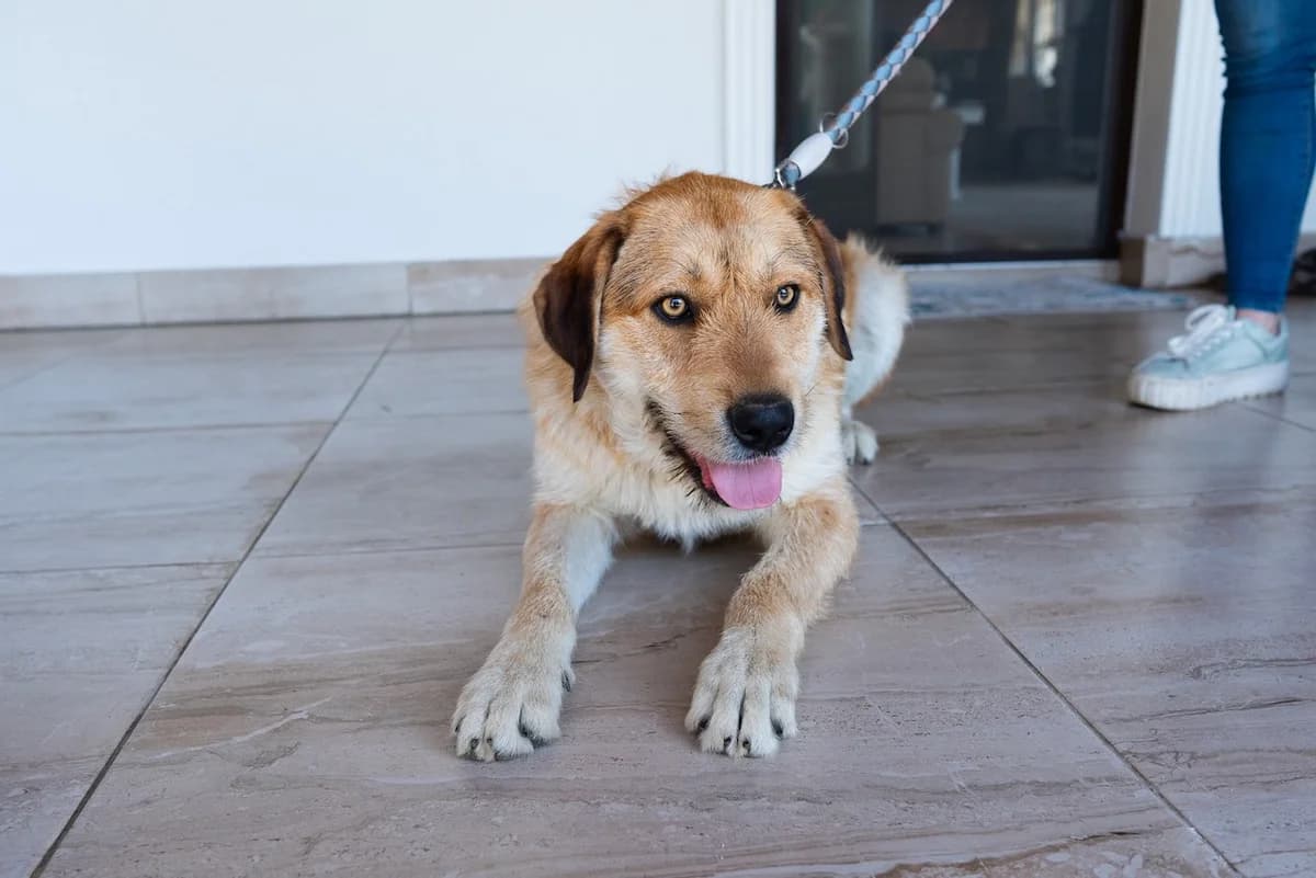 Bruce, male 3yo Mixed Breed for adoption at Ein Herz für Streuner e.V., München