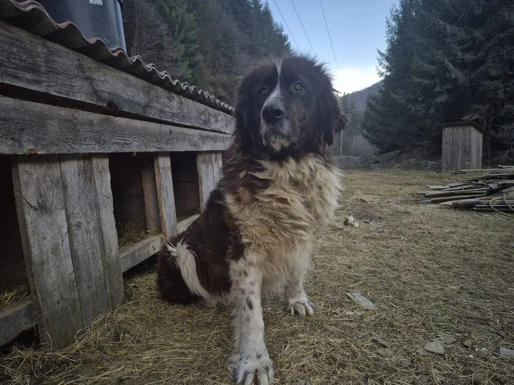 Brunhilde, female 5yo Mixed Breed for adoption at Ein Herz für Streuner e.V., München