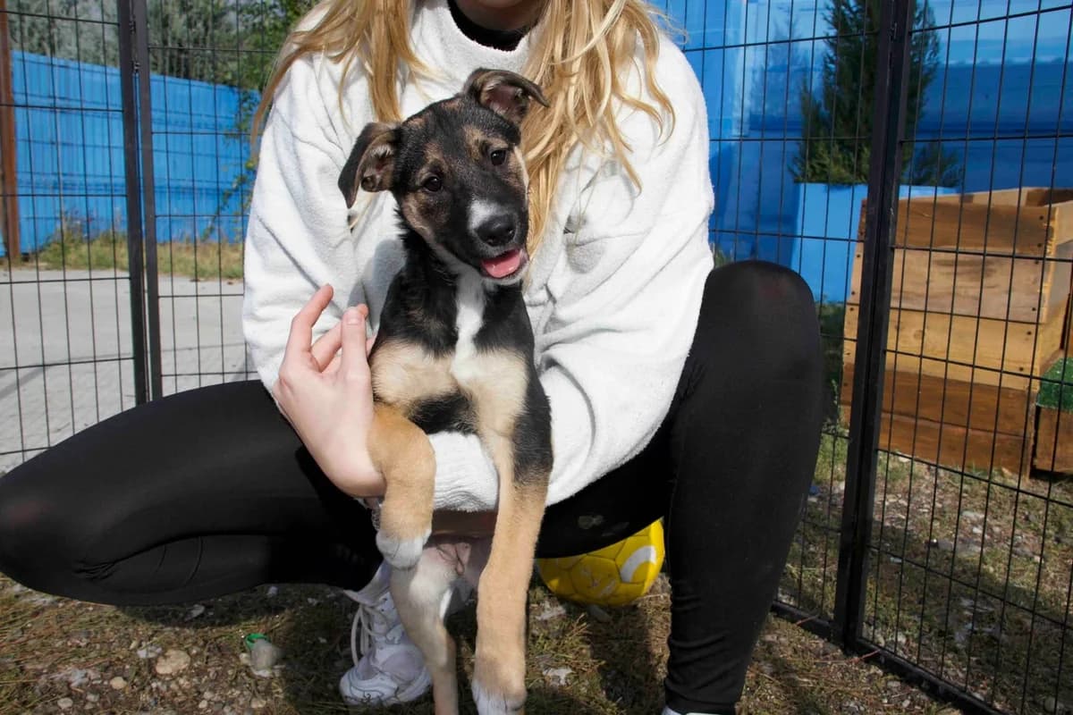 Bruni, braun female puppy Mixed Breed for adoption at Ein Herz für Streuner e.V., München