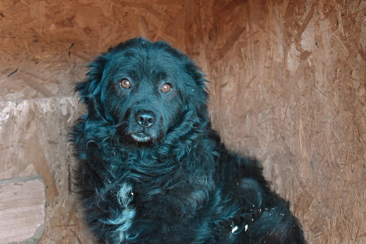 Bruno, male senior Mixed Breed for adoption at Ein Herz für Streuner e.V., München