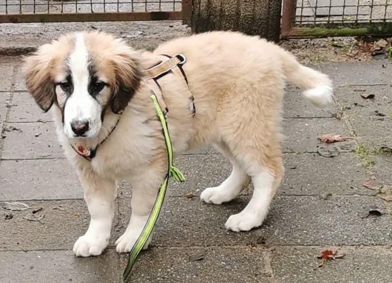 Bruno, puppy Mixed Breed for adoption at Ein Herz für Streuner e.V., München