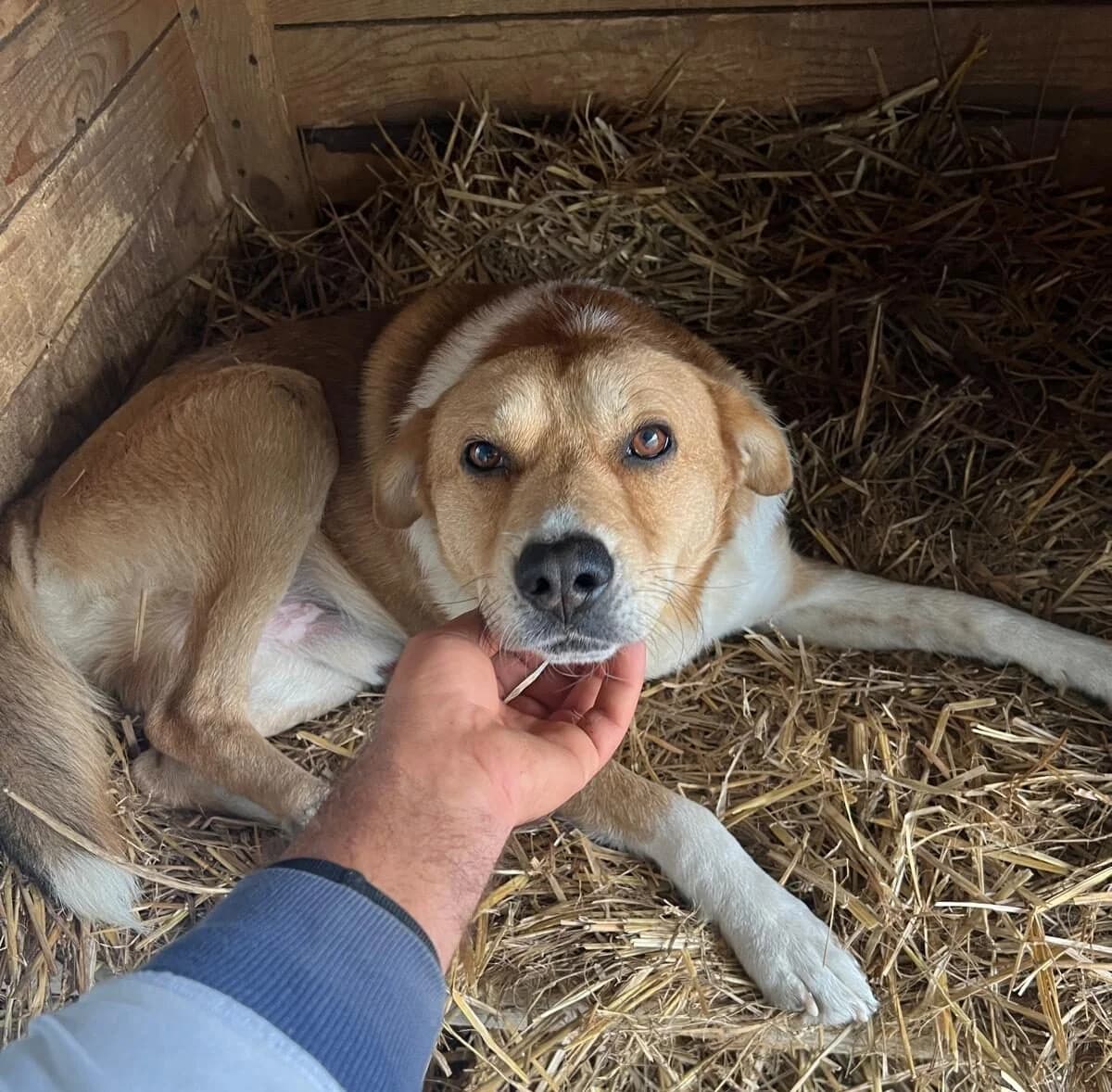 Bruno, male 4yo Mixed Breed for adoption at Ein Herz für Streuner e.V., München