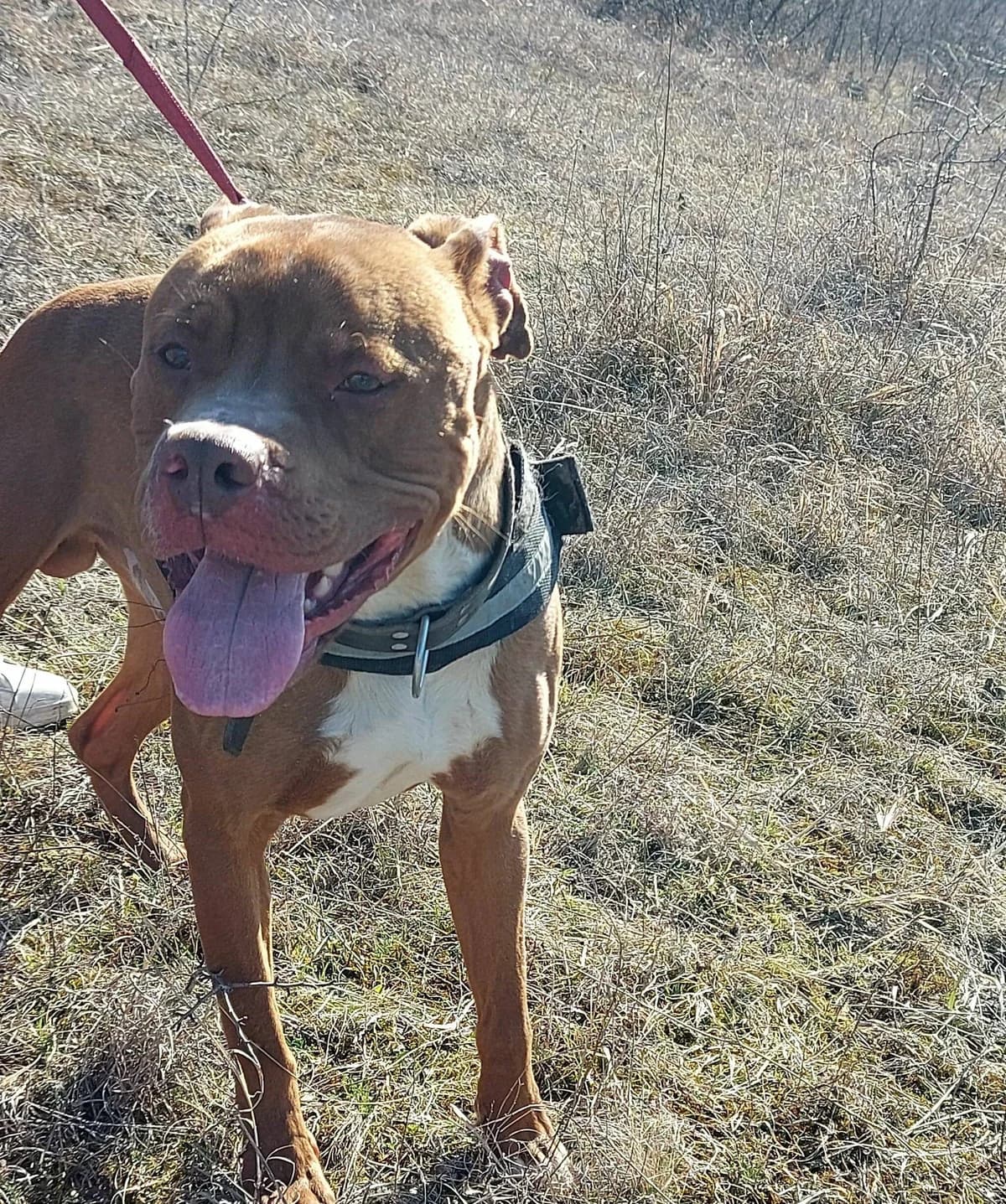 Brutus, male 5yo Mixed Breed for adoption at Ein Herz für Streuner e.V., München
