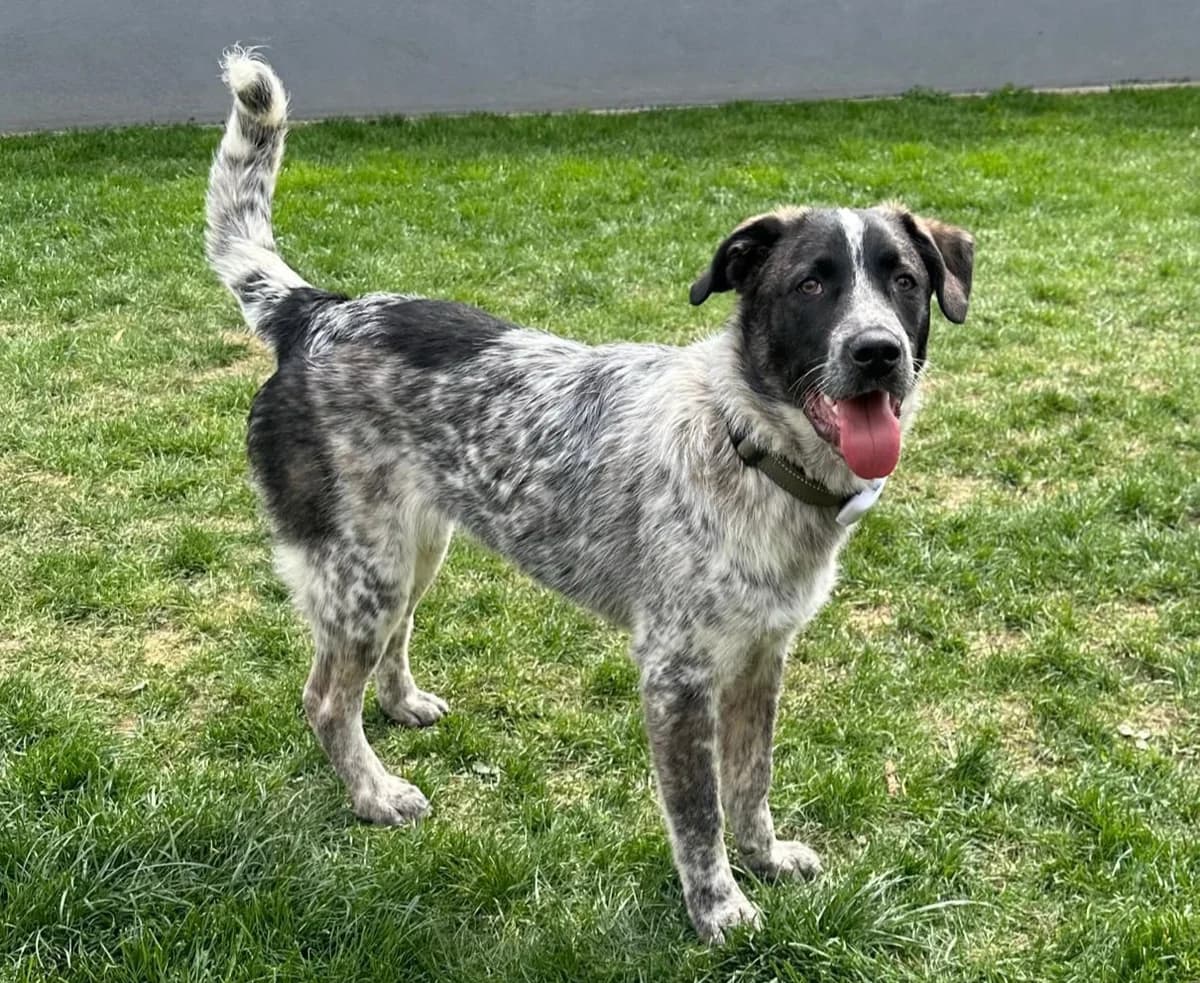 Bubbi, schwarz male 5yo Mixed Breed for adoption at Ein Herz für Streuner e.V., München