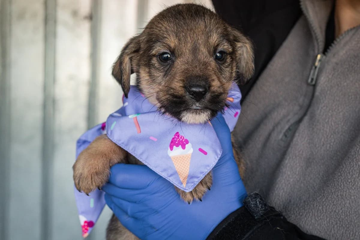 Bubble, weiß female puppy Mixed Breed for adoption at Ein Herz für Streuner e.V., München