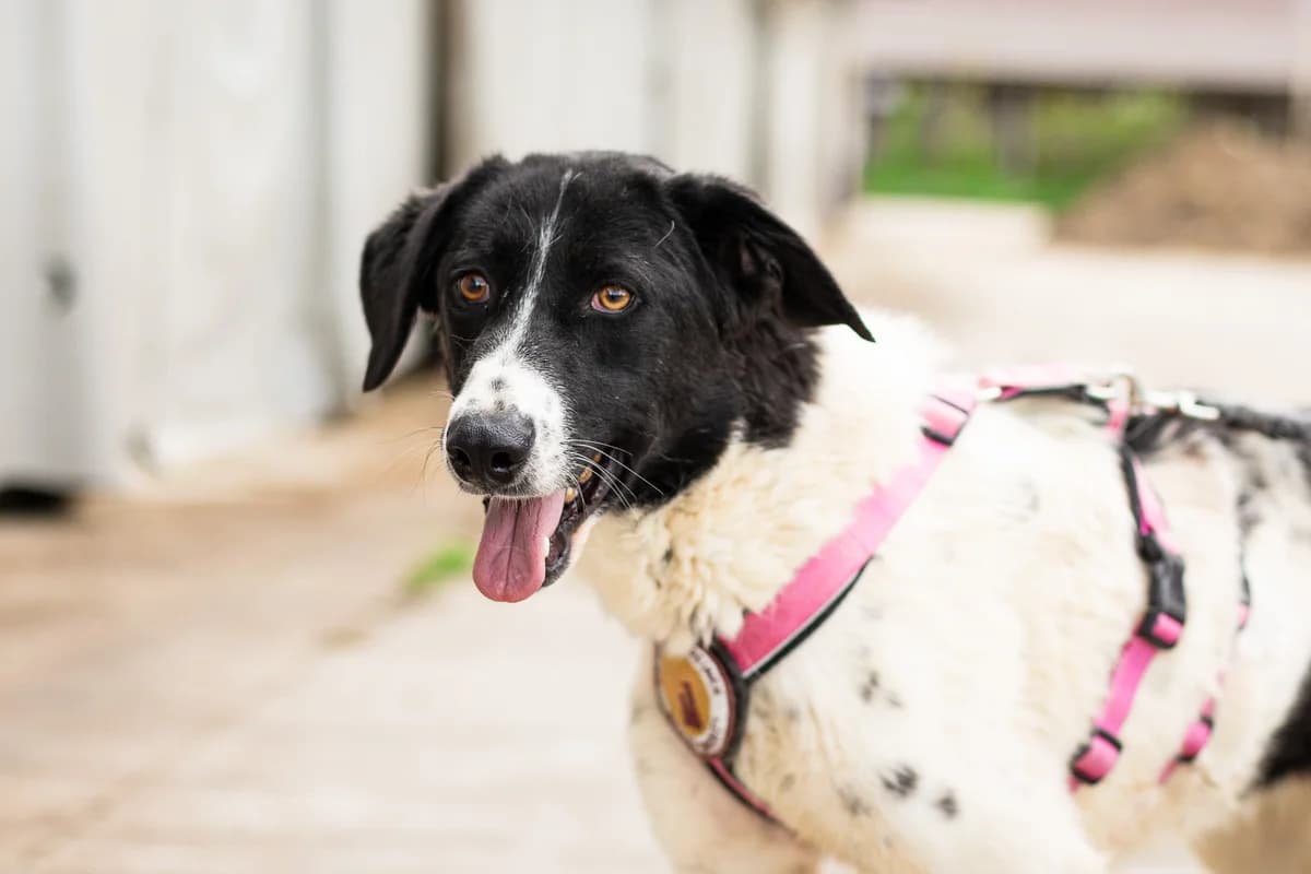 Bubbles, female young Mixed Breed for adoption at Ein Herz für Streuner e.V., München