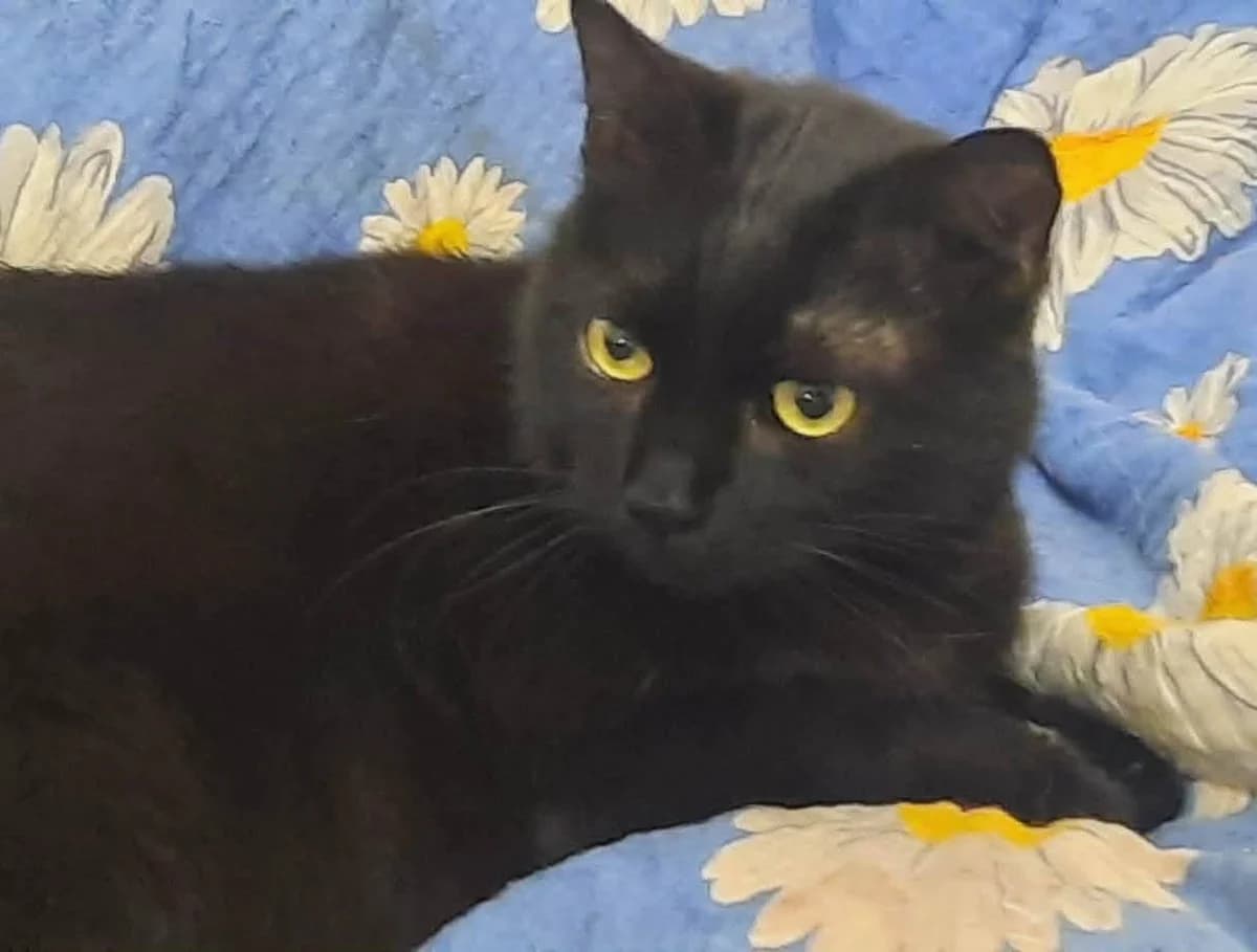 Bubele, Mixed Breed for adoption at Ein Herz für Streuner e.V., München