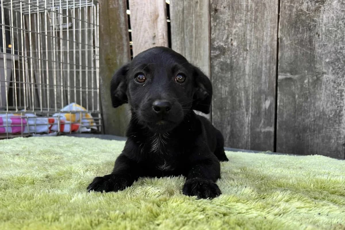 Bubi, schwarz young Mixed Breed for adoption at Ein Herz für Streuner e.V., München