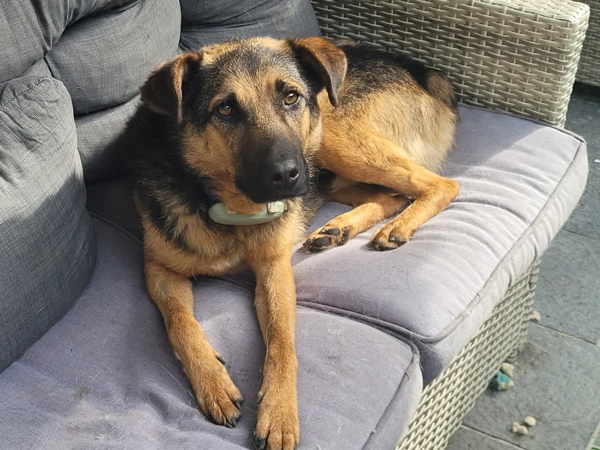 Bubi, braun male 5yo Mixed Breed for adoption at Ein Herz für Streuner e.V., München
