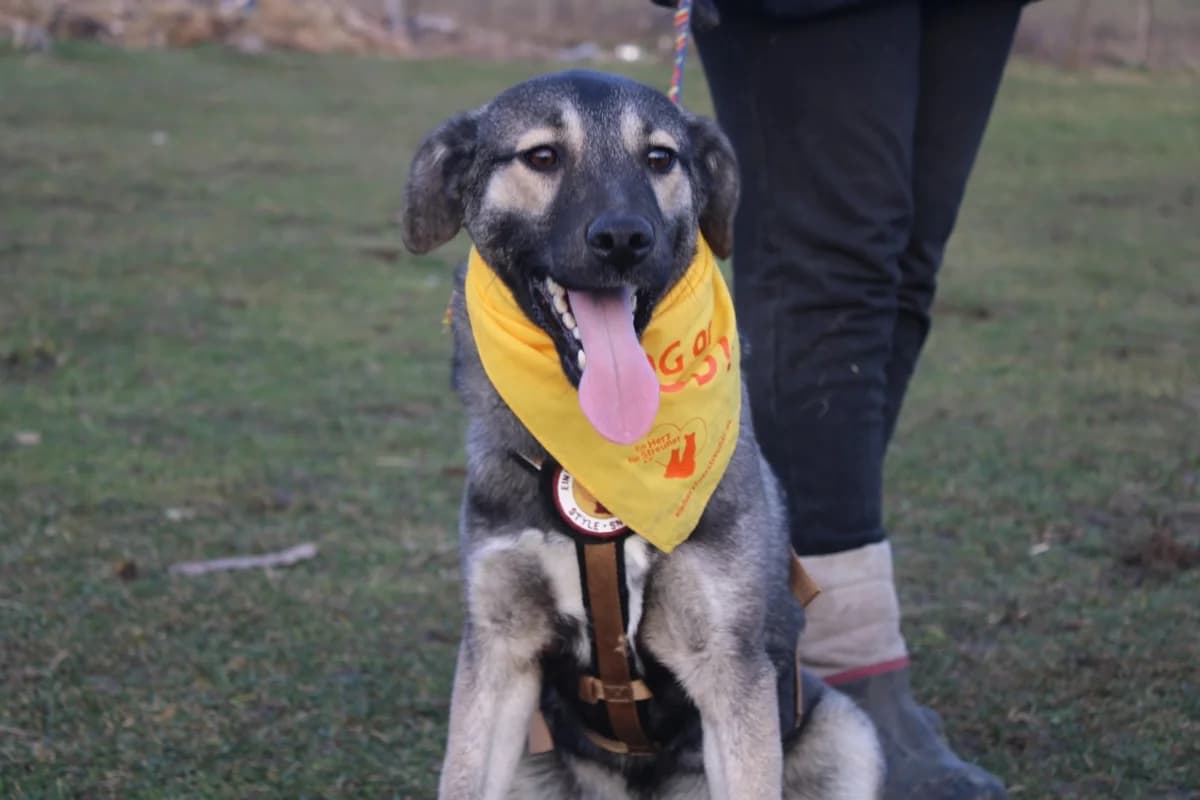 Buddi, male puppy Mixed Breed for adoption at Ein Herz für Streuner e.V., München