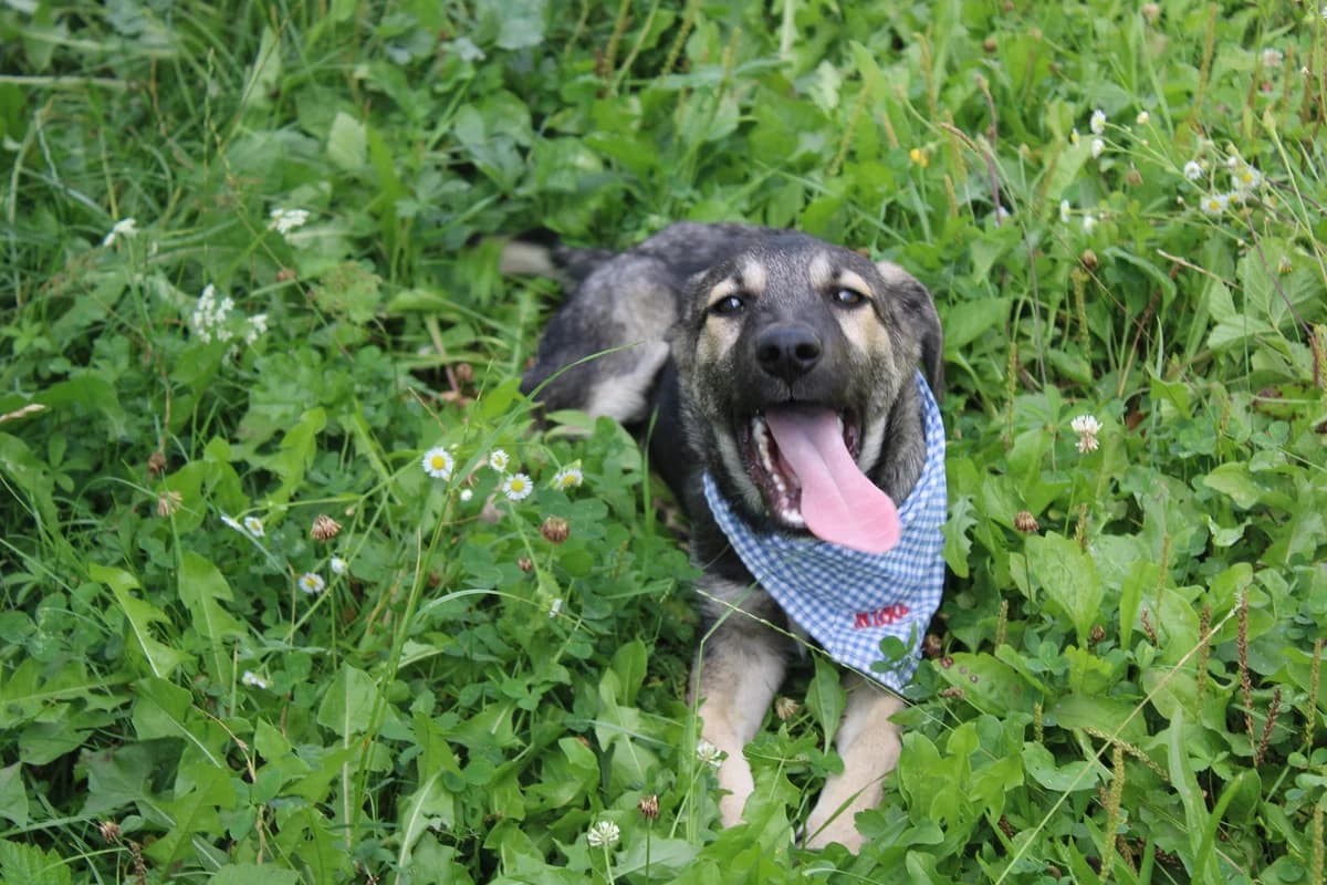 Buddi, sand male young Mixed Breed for adoption at Ein Herz für Streuner e.V., München