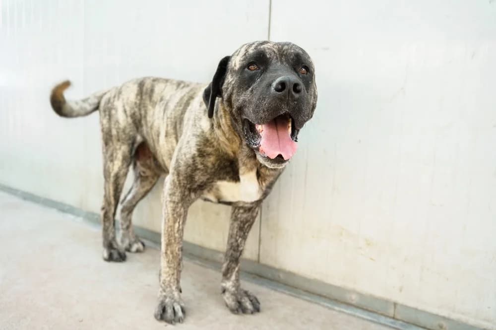 Buddie, male 4yo Mixed Breed for adoption at Ein Herz für Streuner e.V., München