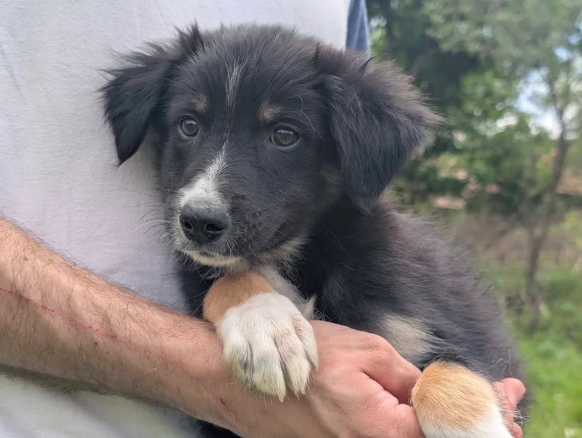 Buddy, male puppy Mixed Breed for adoption at Ein Herz für Streuner e.V., München