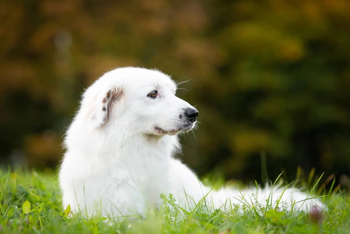 Buddy, weiß male senior Mixed Breed for adoption at Ein Herz für Streuner e.V., München