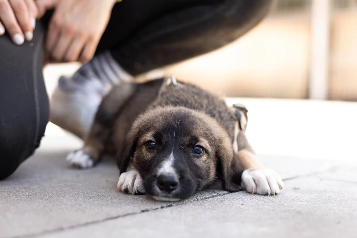 Buffalo, weiß male puppy Mixed Breed for adoption at Ein Herz für Streuner e.V., München
