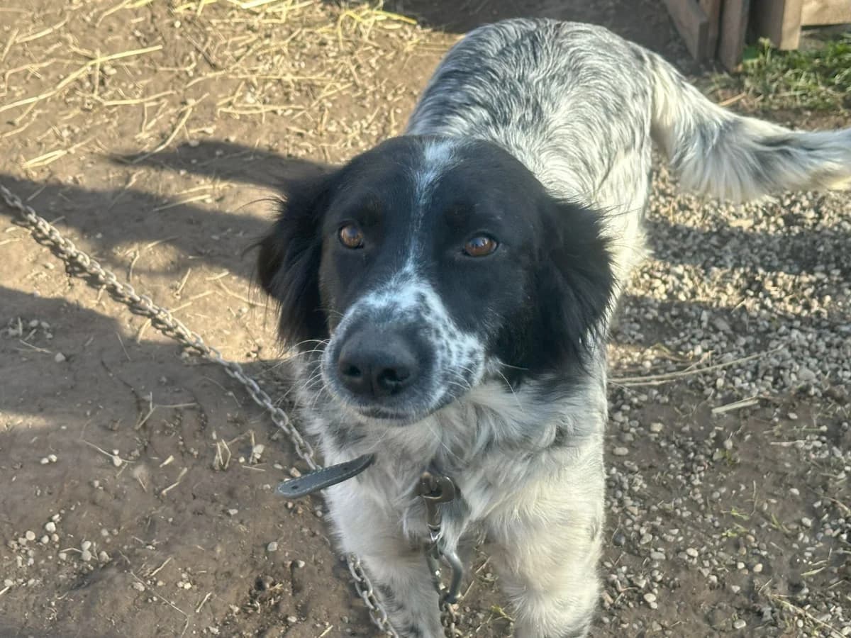 Buffy, weiß female 5yo Mixed Breed for adoption at Ein Herz für Streuner e.V., München