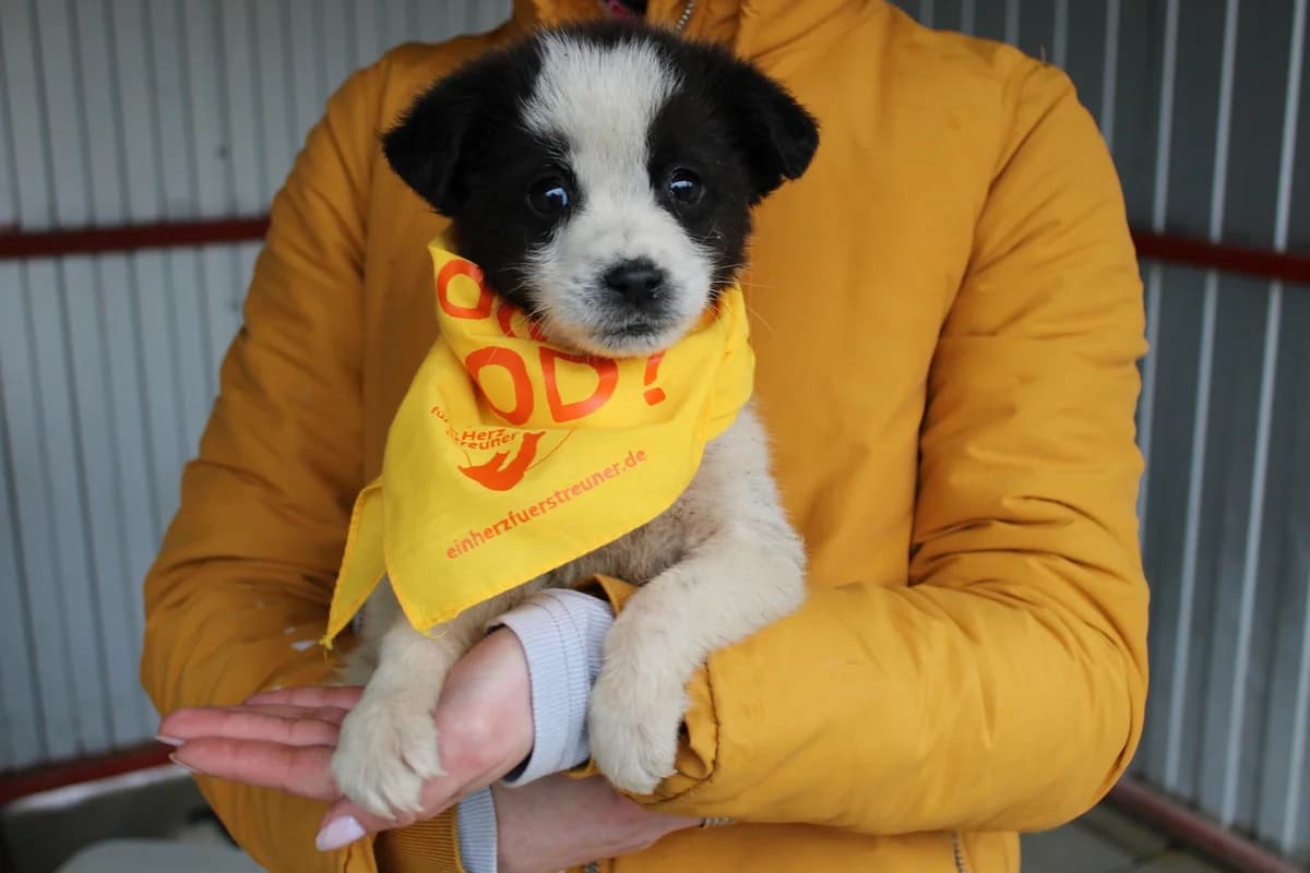 Bumblebee, male puppy Mixed Breed for adoption at Ein Herz für Streuner e.V., München