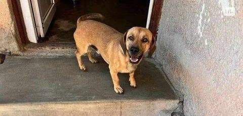 Bumi, Mixed Breed for adoption at Ein Herz für Streuner e.V., München