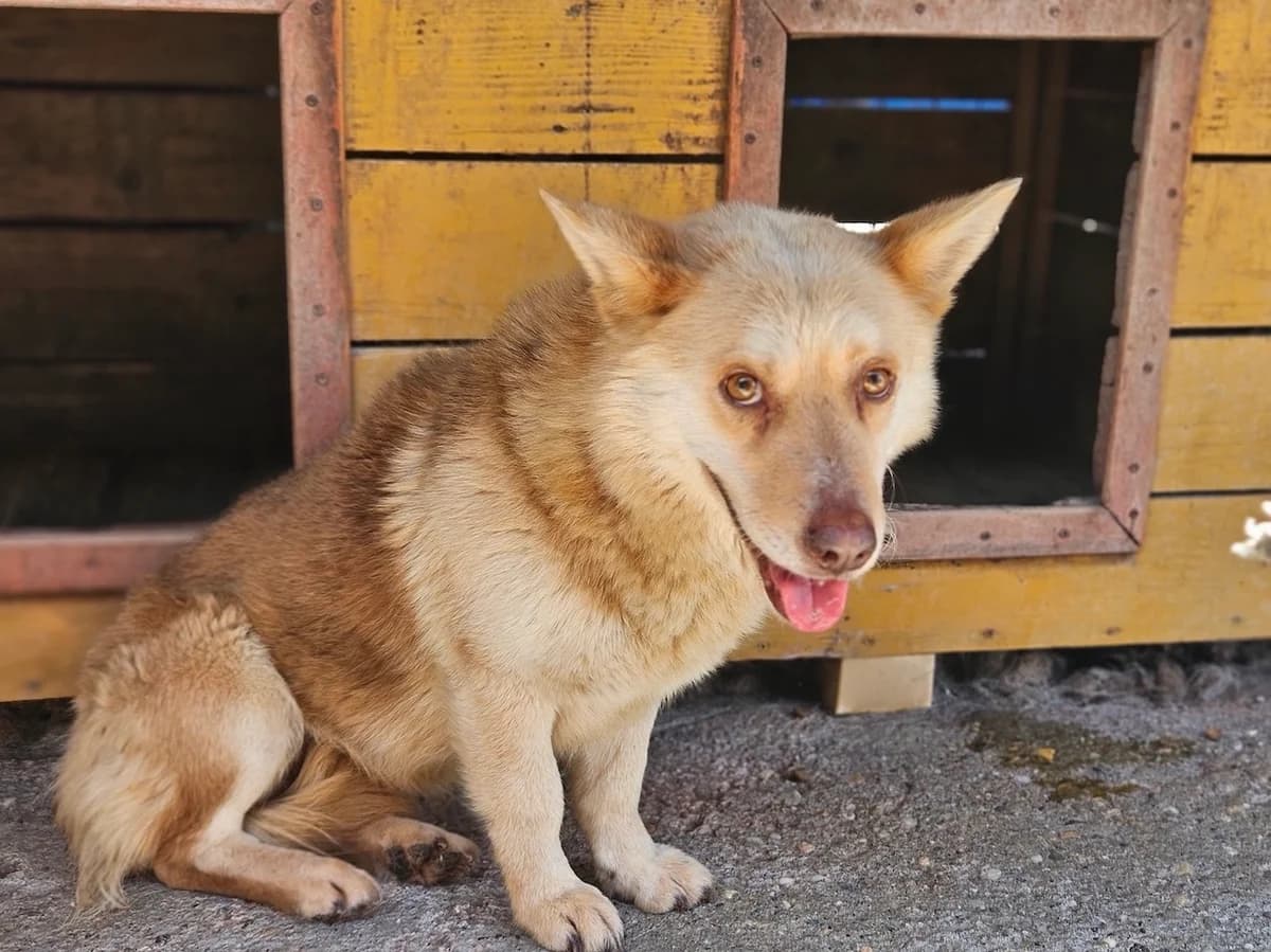Bummi, male 5yo Mixed Breed for adoption at Ein Herz für Streuner e.V., München