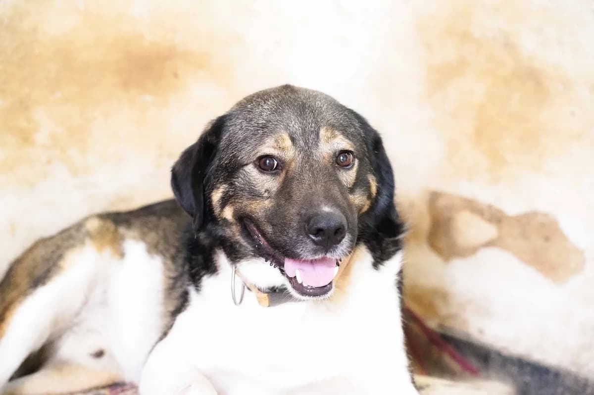 Bundy, male 4yo Mixed Breed for adoption at Ein Herz für Streuner e.V., München