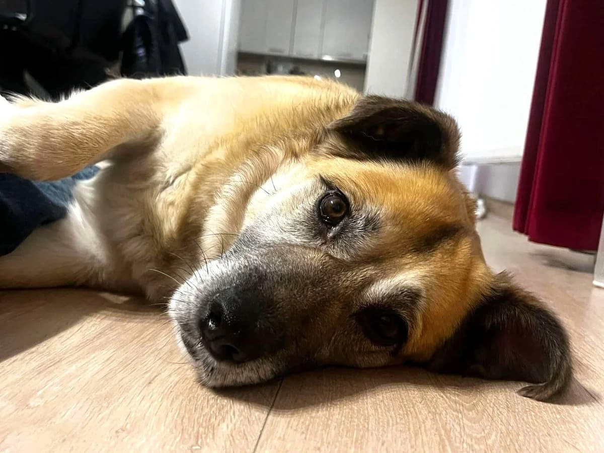 Bungee, female 5yo Mixed Breed for adoption at Ein Herz für Streuner e.V., München
