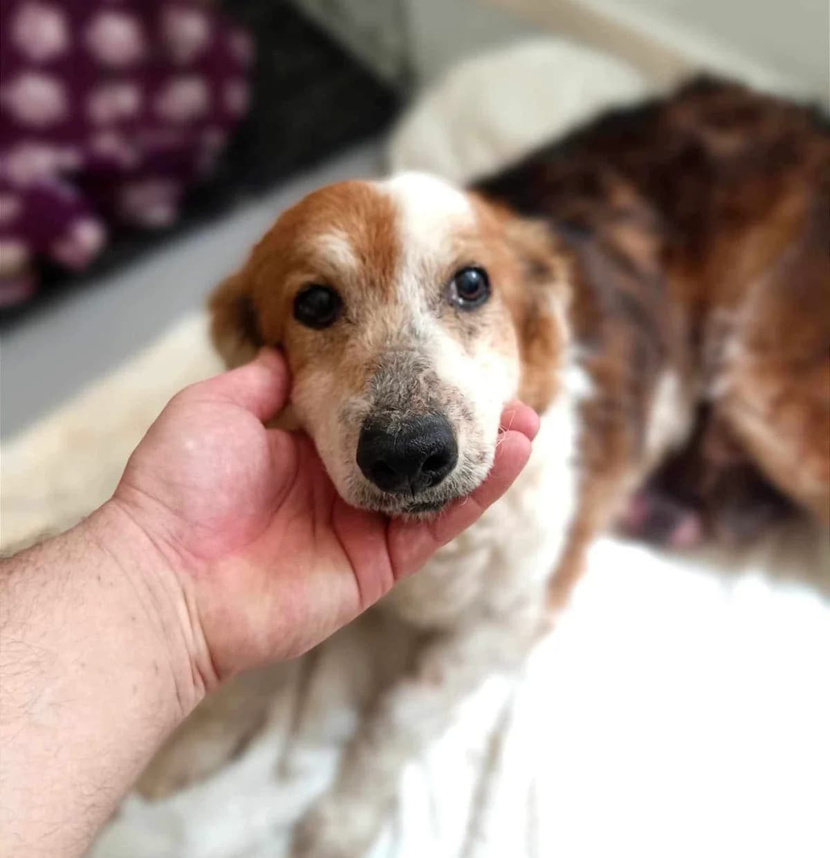 Bunica, female senior Mixed Breed for adoption at Ein Herz für Streuner e.V., München