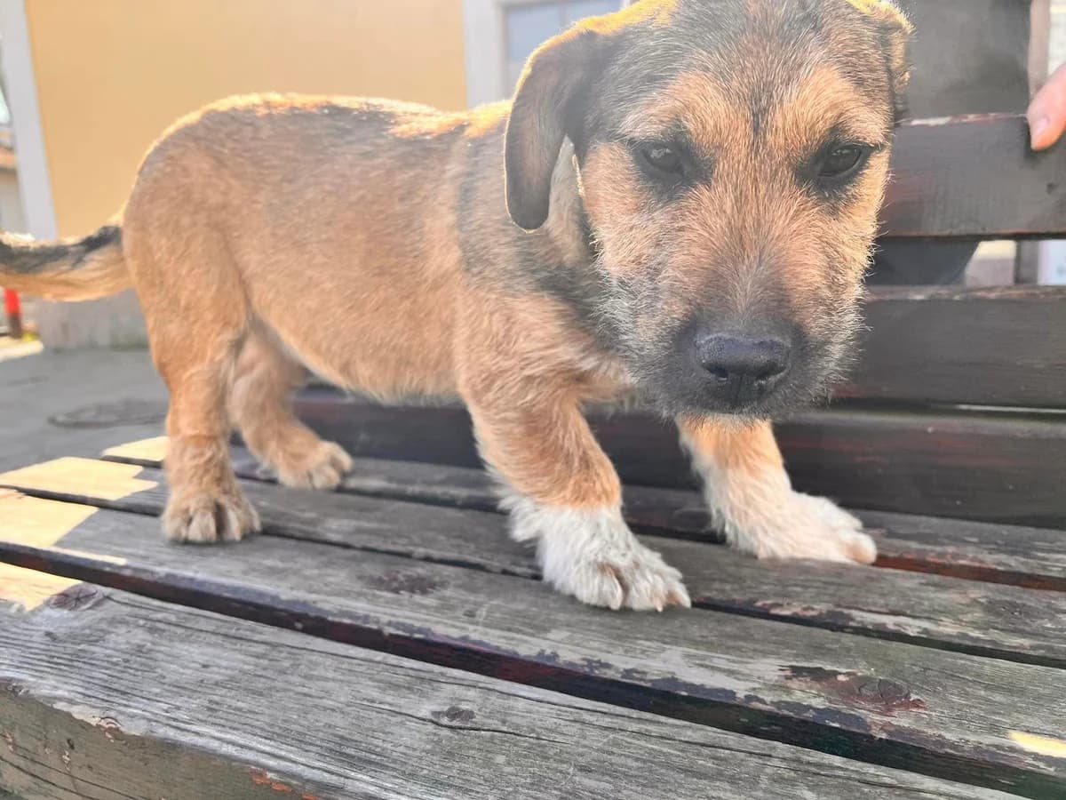 Bunny, female puppy Mixed Breed for adoption at Ein Herz für Streuner e.V., München