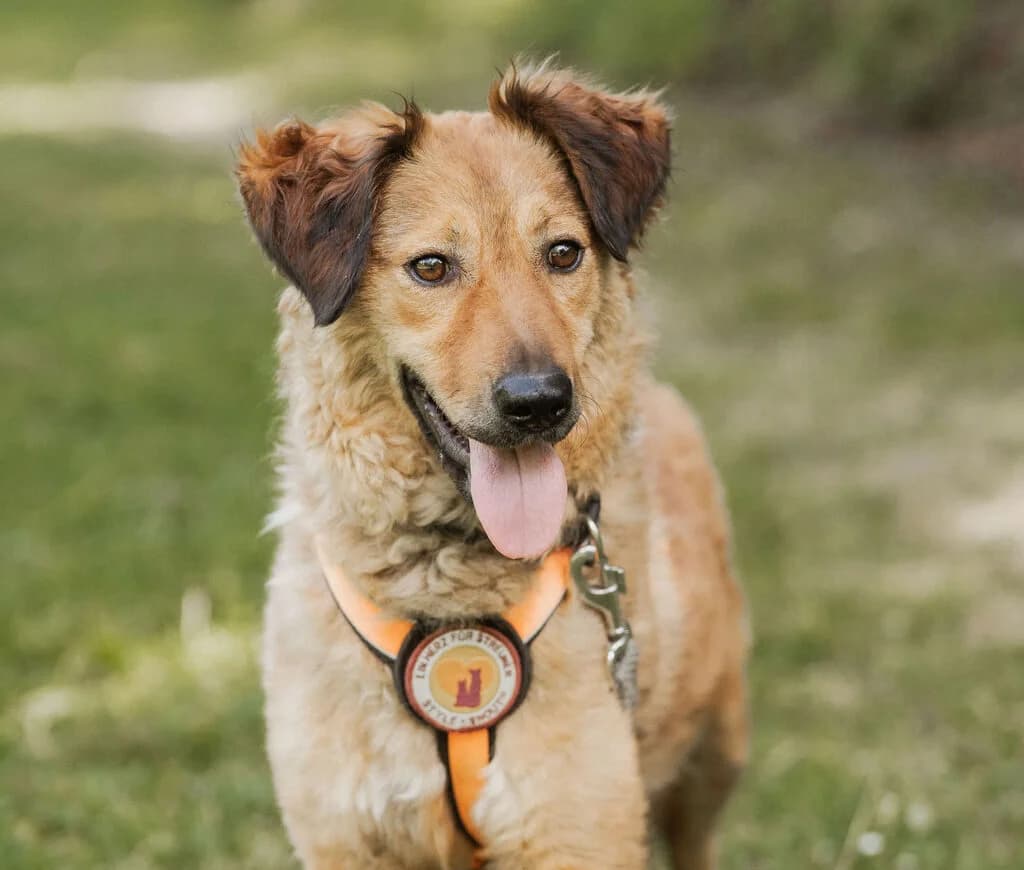 Bunny, female 5yo Mixed Breed for adoption at Ein Herz für Streuner e.V., München