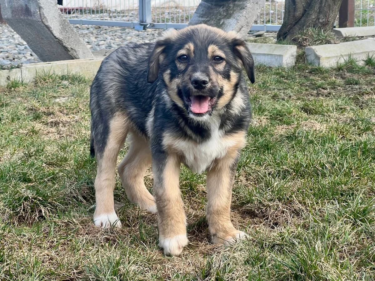 Bunny, puppy Mixed Breed for adoption at Ein Herz für Streuner e.V., München