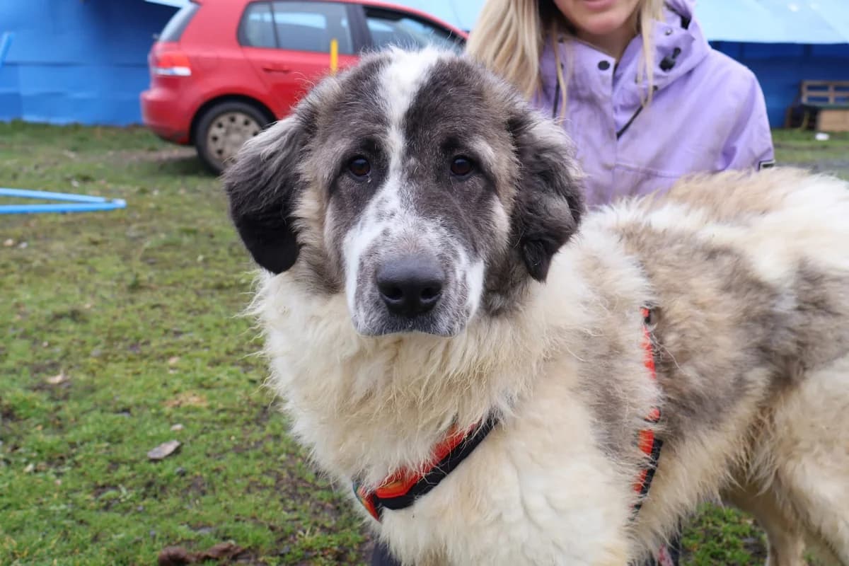 Bunty, weiß female 5yo Mixed Breed for adoption at Ein Herz für Streuner e.V., München