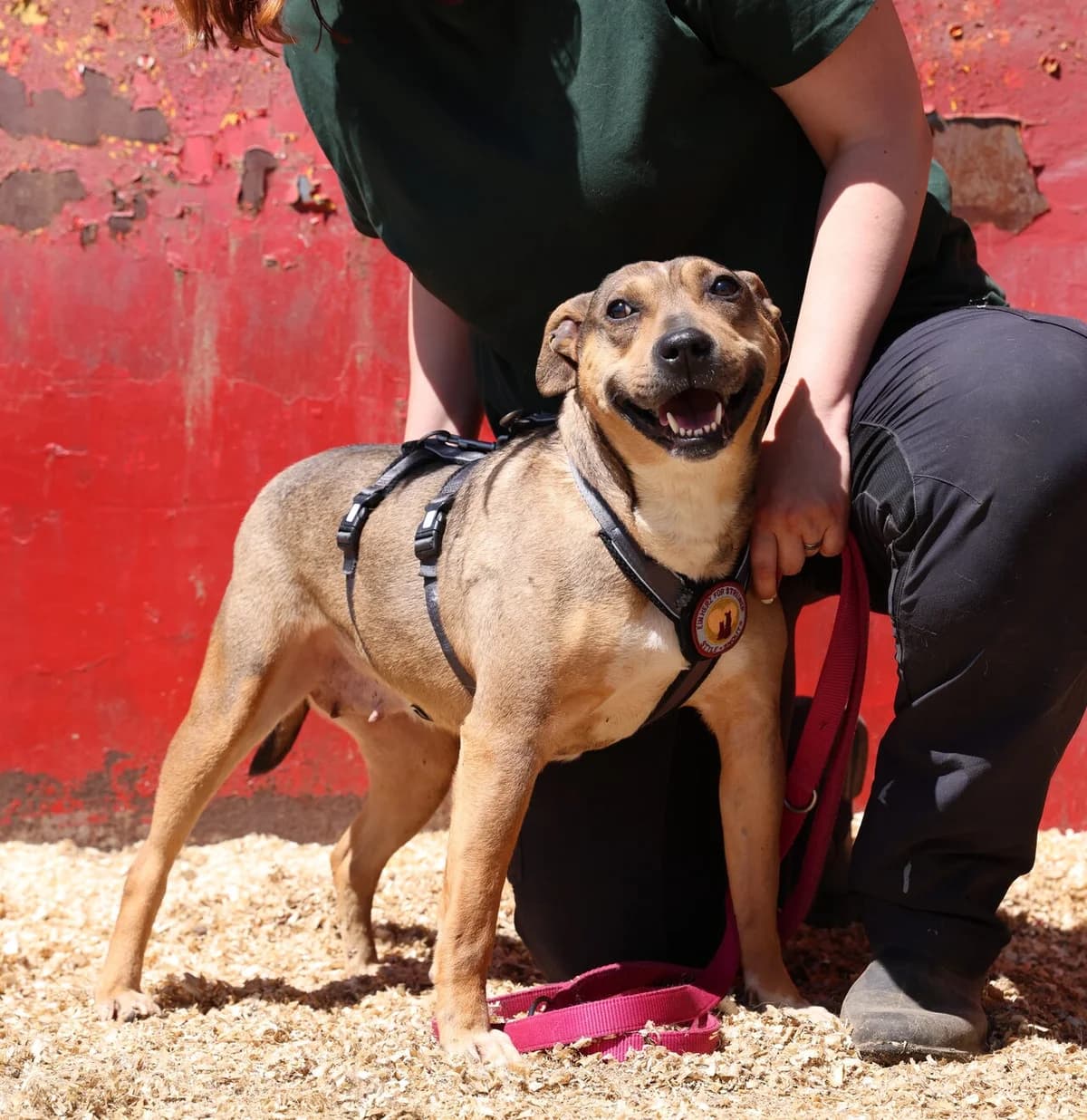 Burga, female 4yo Mixed Breed for adoption at Ein Herz für Streuner e.V., München