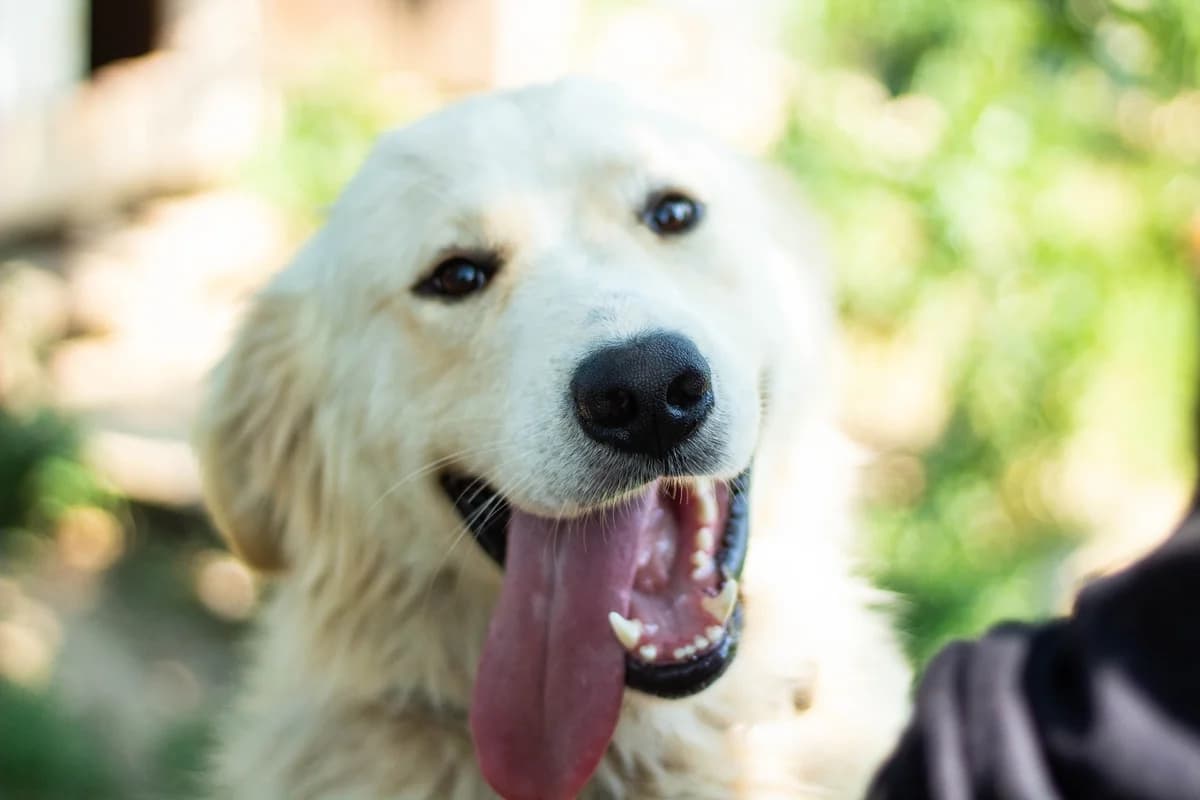 Burton, male 3yo Mixed Breed for adoption at Ein Herz für Streuner e.V., München