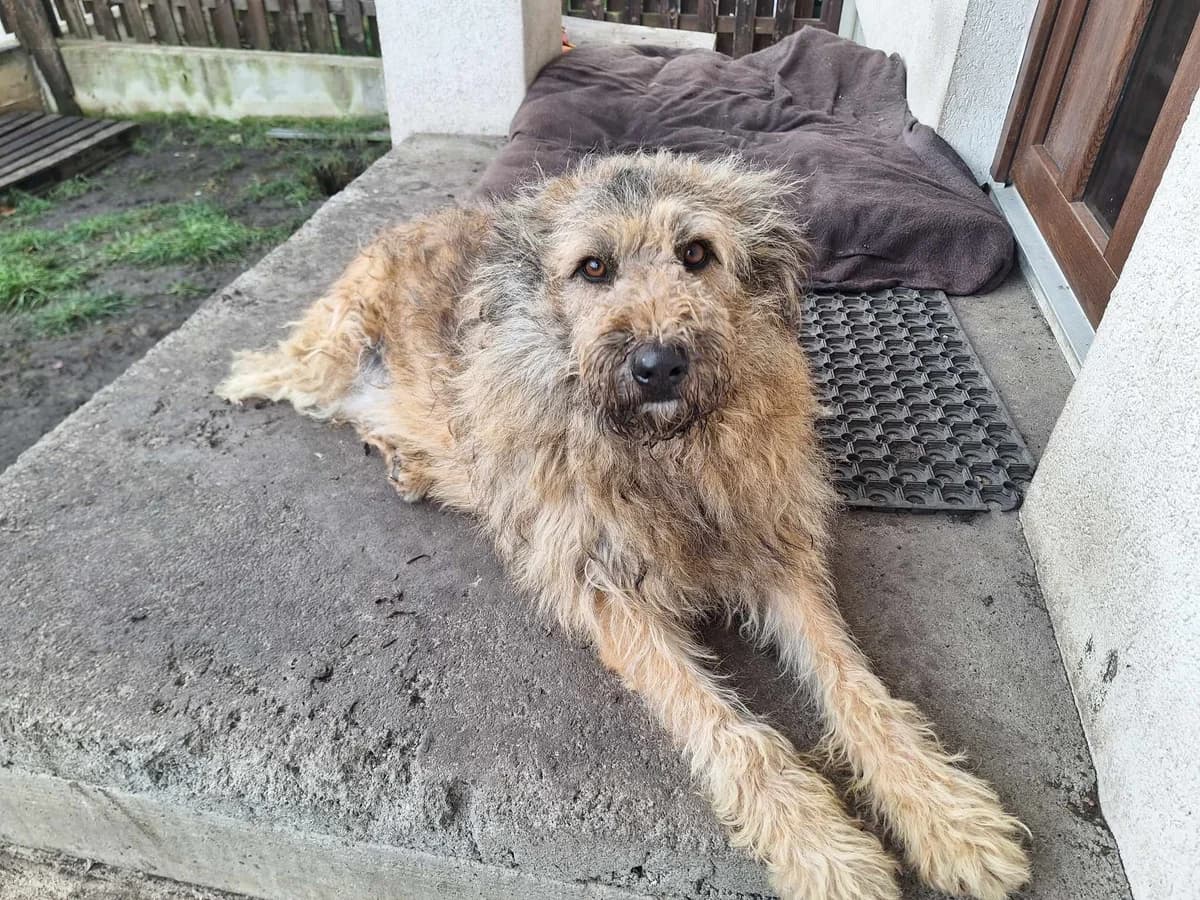 Buster, male 5yo Mixed Breed for adoption at Ein Herz für Streuner e.V., München