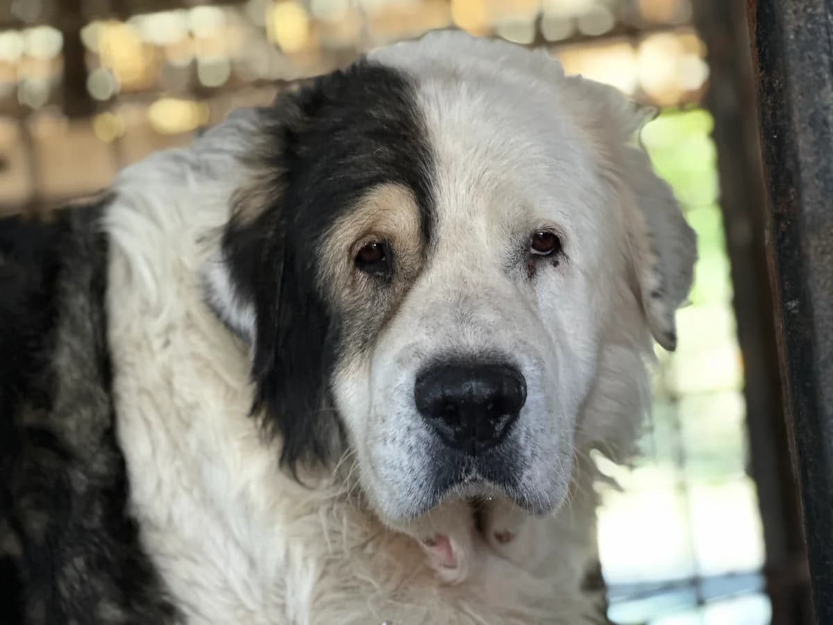 Butch, beige male 6yo Mixed Breed for adoption at Ein Herz für Streuner e.V., München
