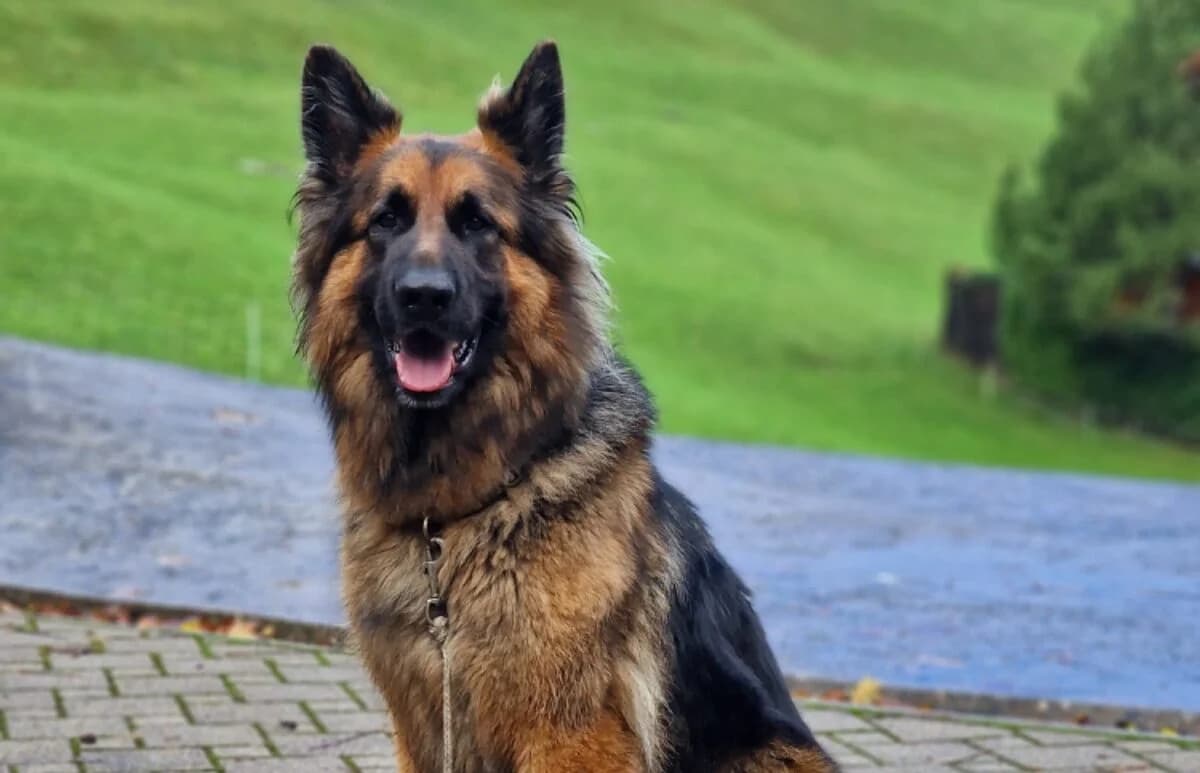 Butkus, male 5yo Mixed Breed for adoption at Ein Herz für Streuner e.V., München