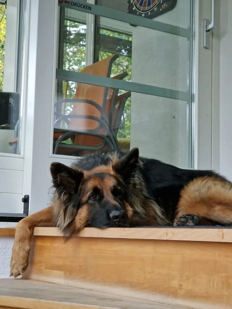 Butkus, male 5yo Mixed Breed for adoption at Ein Herz für Streuner e.V., München