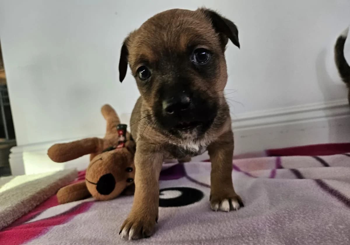 Butsch, weiß male puppy Mixed Breed for adoption at Ein Herz für Streuner e.V., München