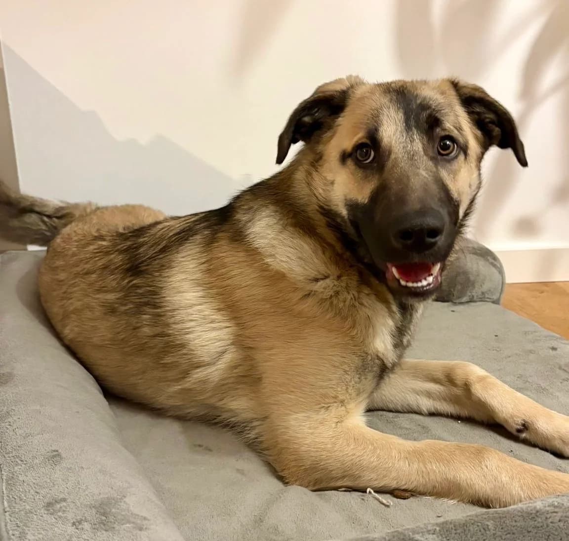 Butschek, male puppy Mixed Breed for adoption at Ein Herz für Streuner e.V., München