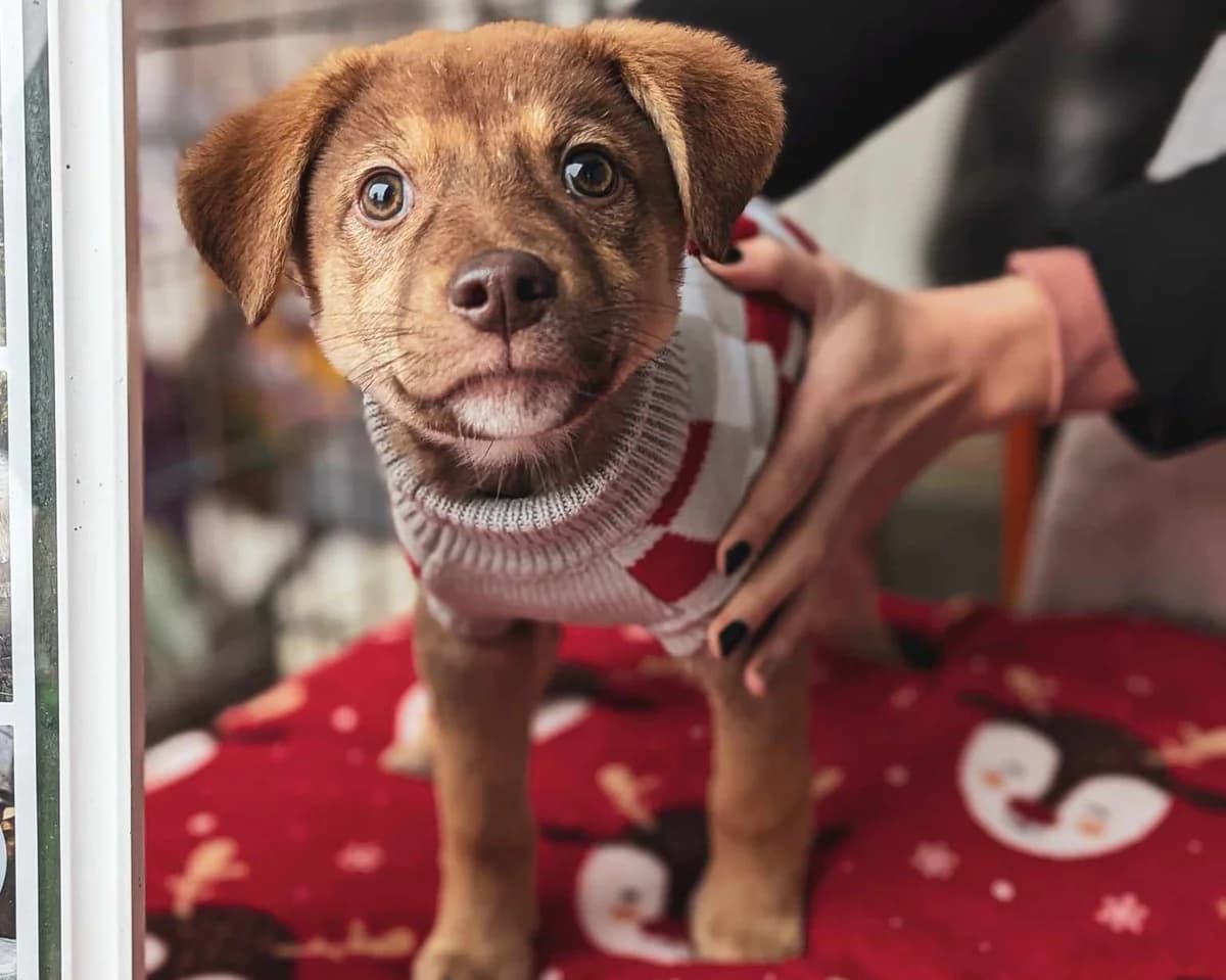 Buttercup, male puppy Mixed Breed for adoption at Ein Herz für Streuner e.V., München