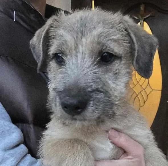 Butzi, Mixed Breed for adoption at Ein Herz für Streuner e.V., München
