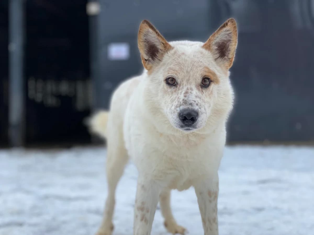 Cachou, beige male young Mixed Breed for adoption at Ein Herz für Streuner e.V., München