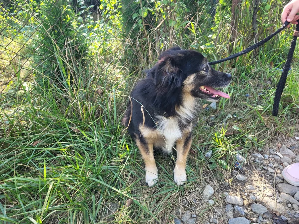 Cadeau, male 5yo Mixed Breed for adoption at Ein Herz für Streuner e.V., München