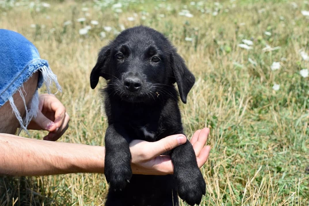 Caelum, male puppy Mixed Breed for adoption at Ein Herz für Streuner e.V., München