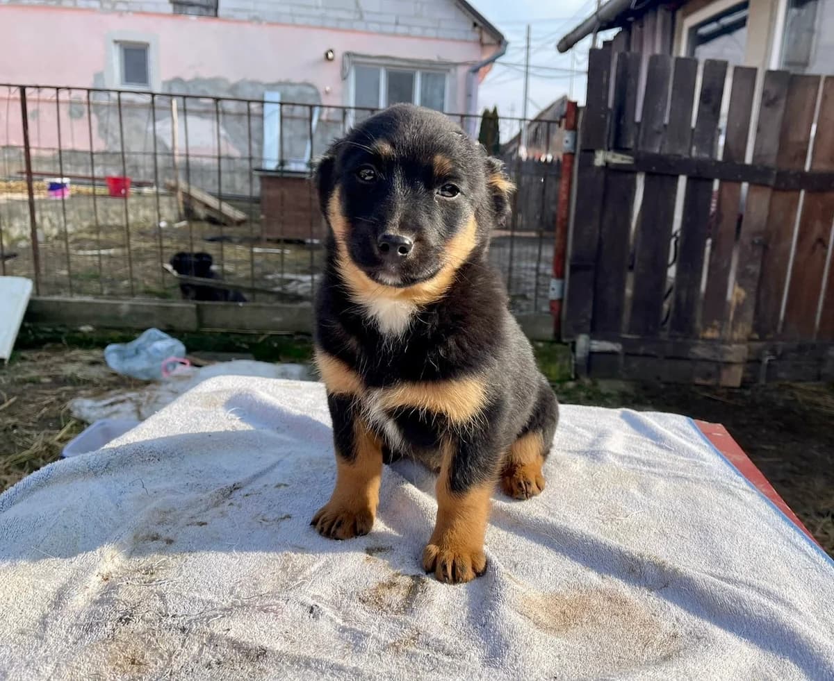 Cagney, braun female puppy Mixed Breed for adoption at Ein Herz für Streuner e.V., München