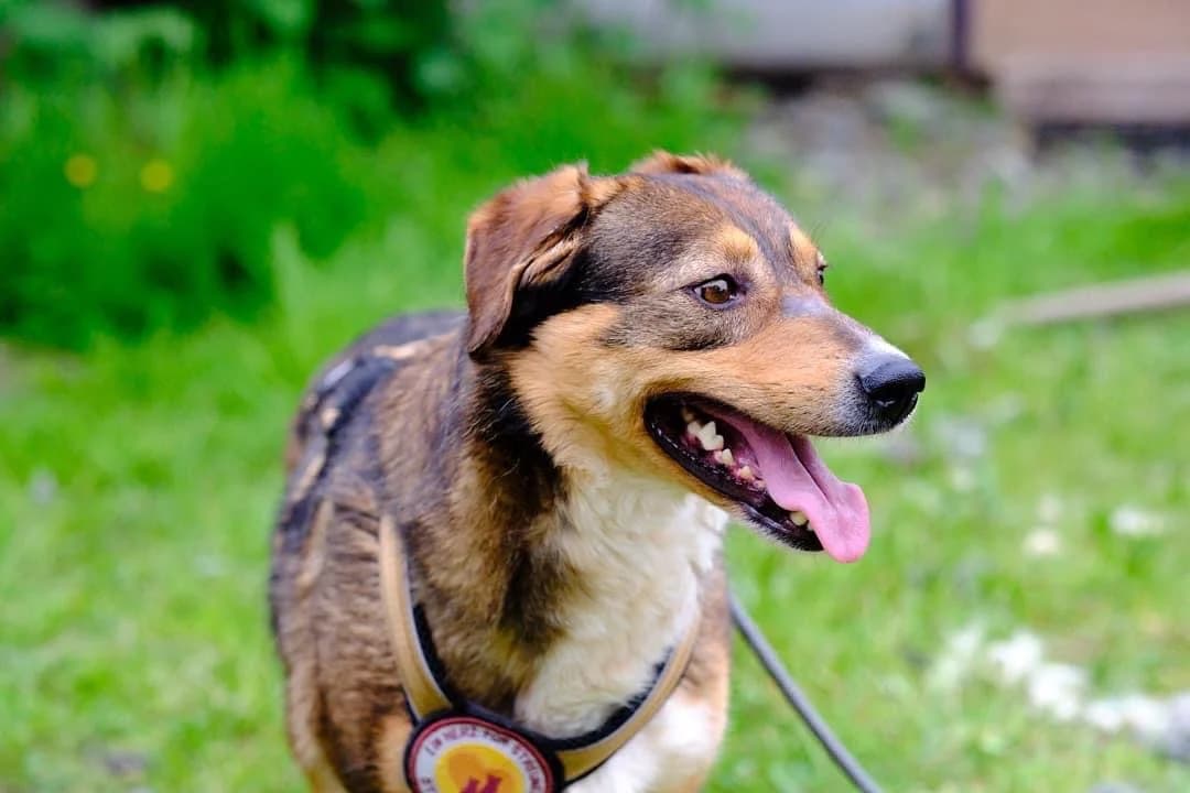 Cahya, female 4yo Mixed Breed for adoption at Ein Herz für Streuner e.V., München