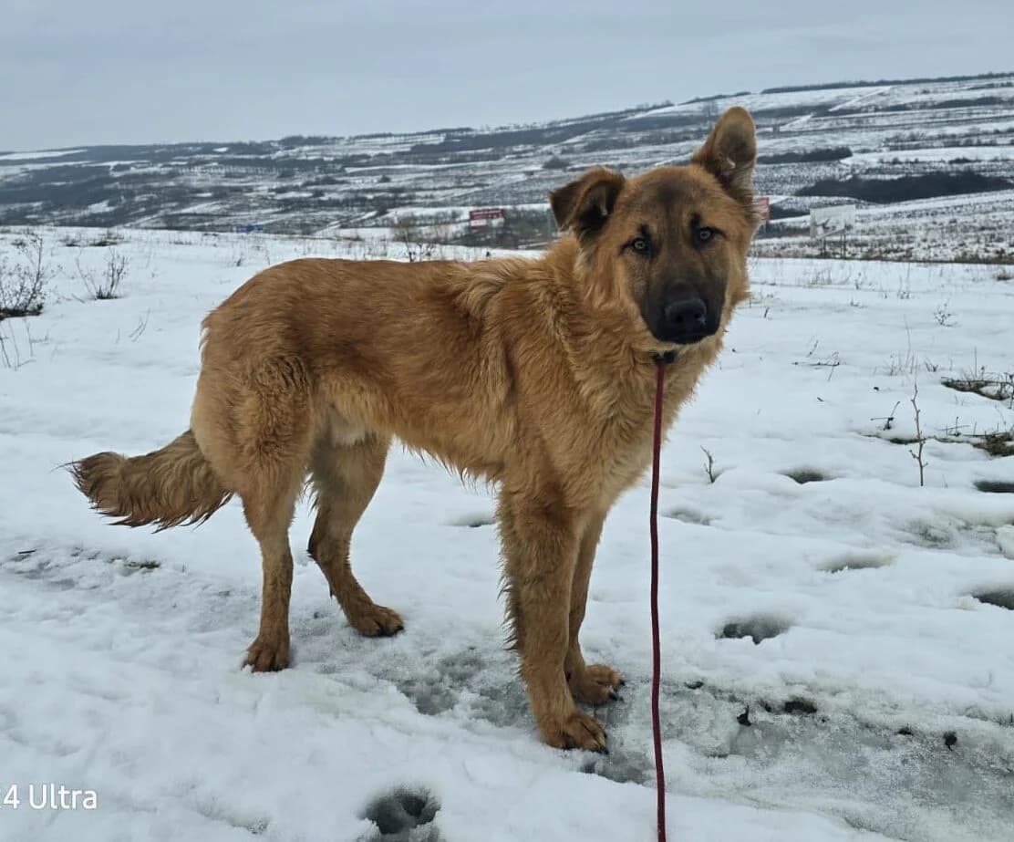 Caillou, male 5yo Mixed Breed for adoption at Ein Herz für Streuner e.V., München
